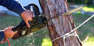 Best Tree Risk Assessment  in Deltana, AK